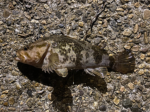 タケノコメバルの釣果