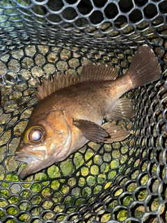 メバルの釣果