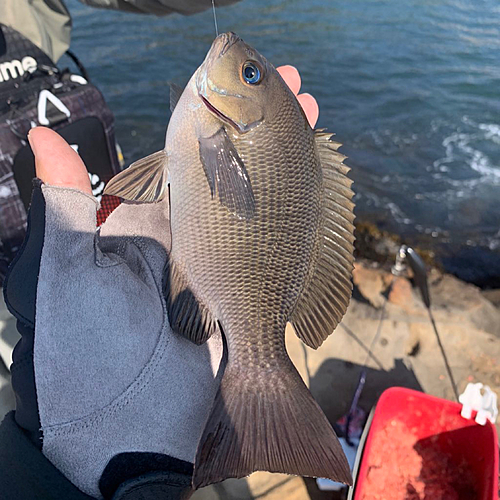 グレの釣果