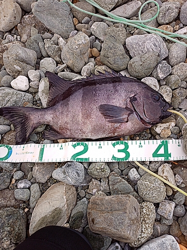 イシダイの釣果