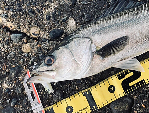 シーバスの釣果