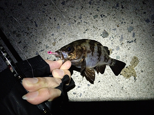 メバルの釣果