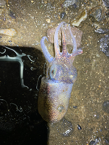 ミミイカの釣果