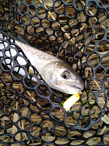 アメマスの釣果