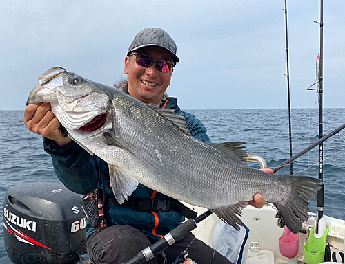 ヒラスズキの釣果