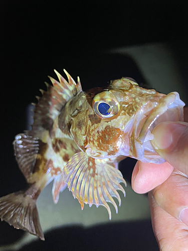 アラカブの釣果