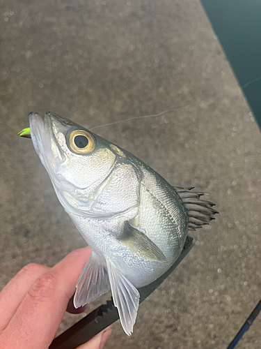 セイゴ（タイリクスズキ）の釣果