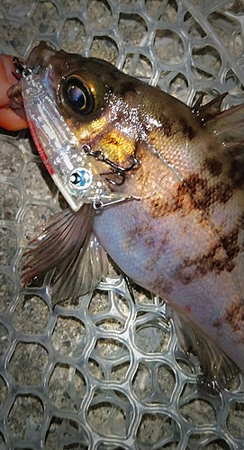 シロメバルの釣果