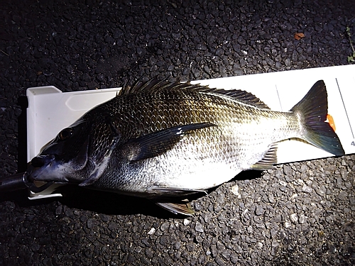 チヌの釣果