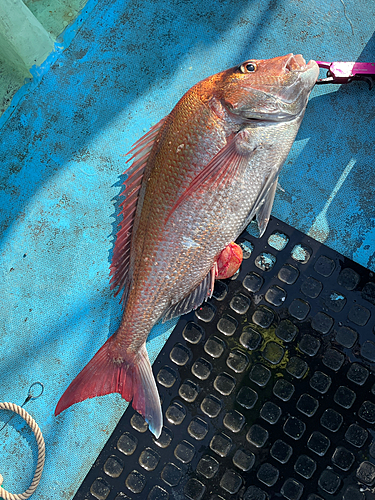 タイの釣果