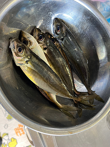 アジの釣果