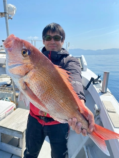 マダイの釣果