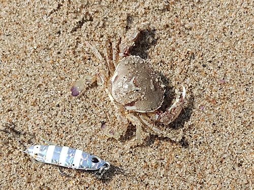 ヒラツメガニの釣果