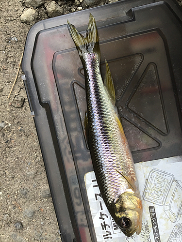 カワムツの釣果