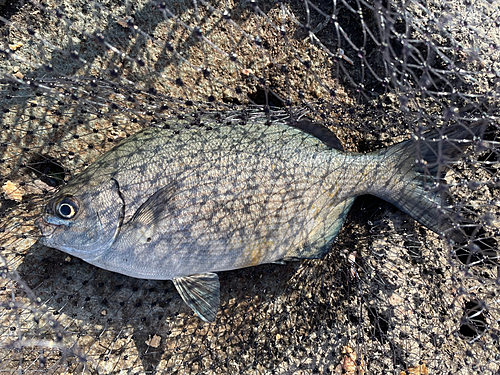 釣果