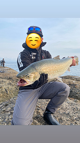 アメマスの釣果