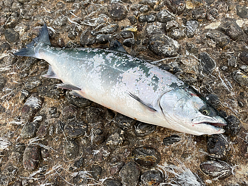 サクラマスの釣果