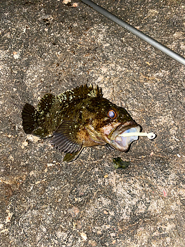 ソイの釣果