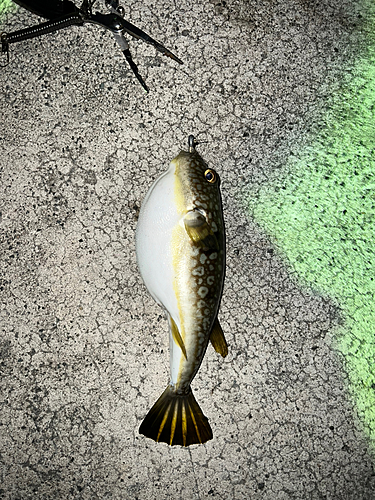 ショウサイフグの釣果