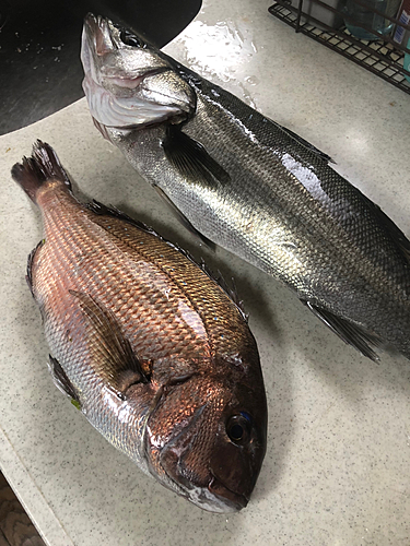 マダイの釣果