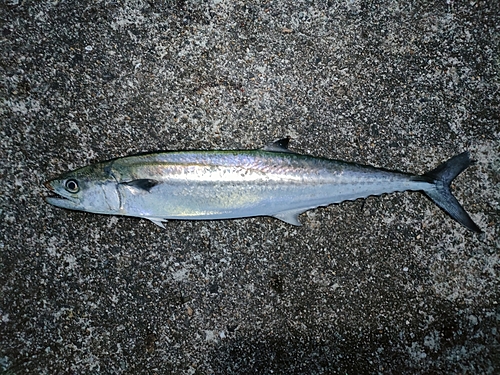 サゴシの釣果