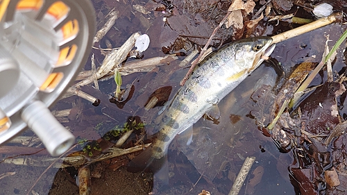 ヤマメの釣果