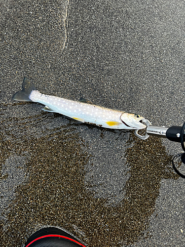 アメマスの釣果