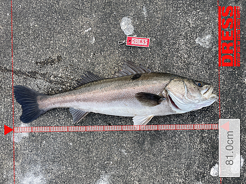 スズキの釣果