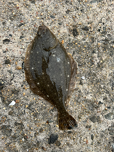 カレイの釣果