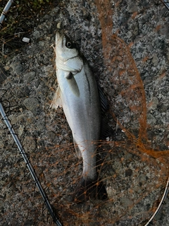 セイゴ（マルスズキ）の釣果