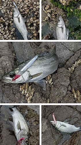 ヒラスズキの釣果