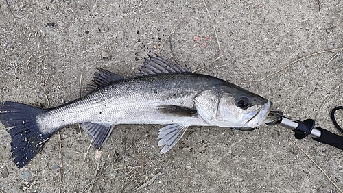 スズキの釣果