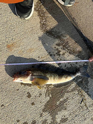 ホッケの釣果