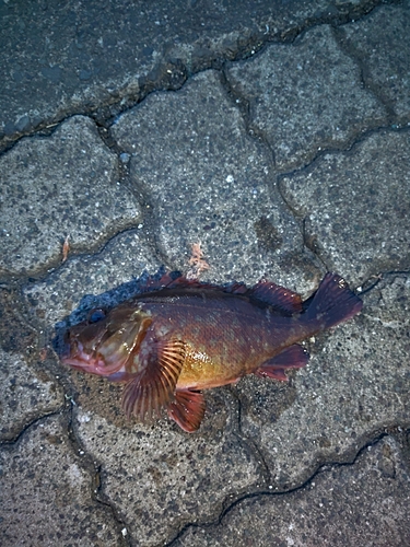 カサゴの釣果