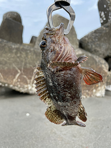 ムラソイの釣果