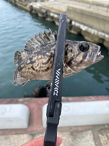 クロソイの釣果