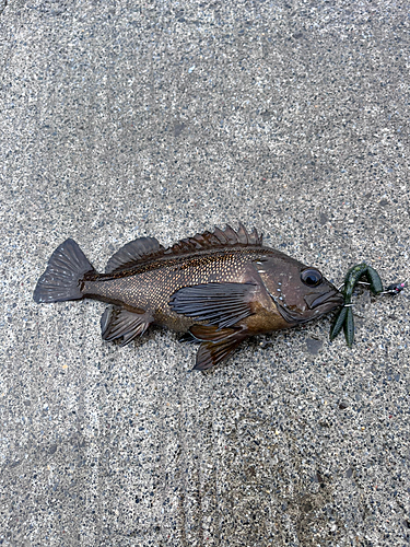 エゾメバルの釣果