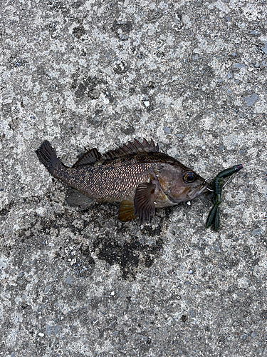 エゾメバルの釣果