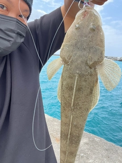 ミナミマゴチの釣果