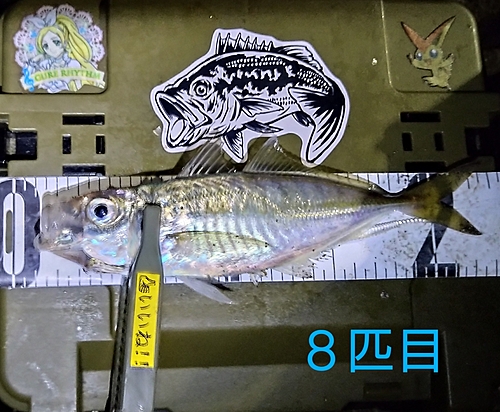 マアジの釣果