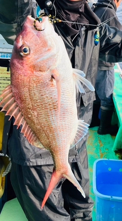 マダイの釣果