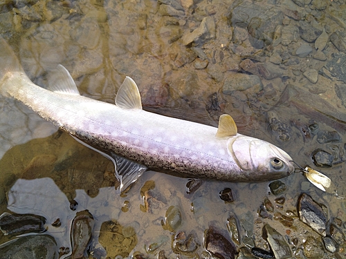 アメマスの釣果