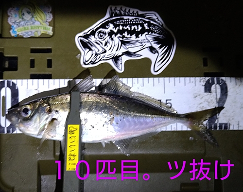 マアジの釣果