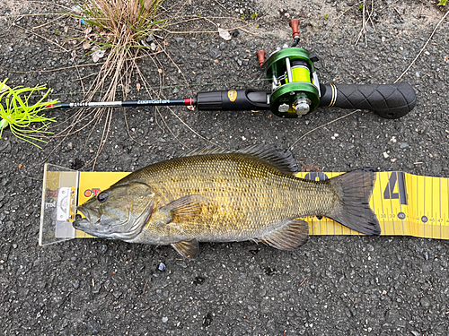 スモールマウスバスの釣果