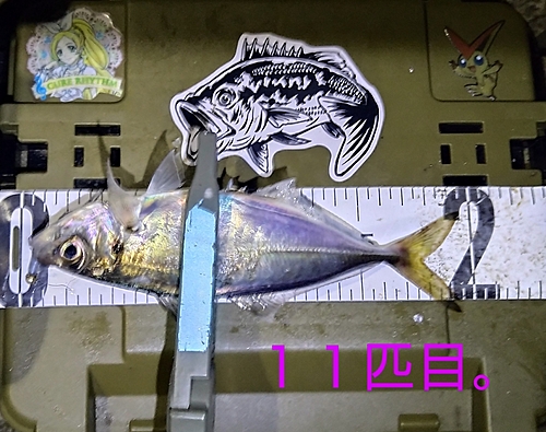 マアジの釣果