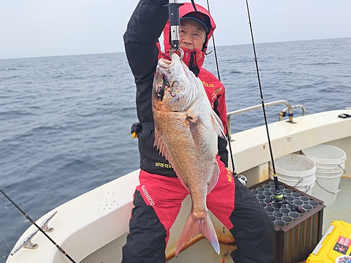 マダイの釣果