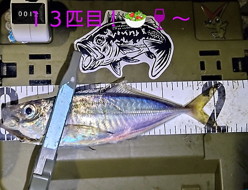 マアジの釣果