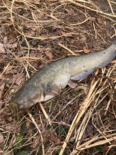 ナマズの釣果