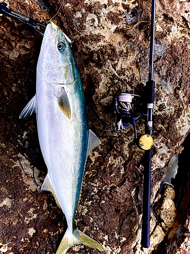 メジロの釣果