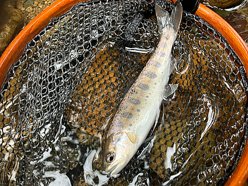 ヤマメの釣果